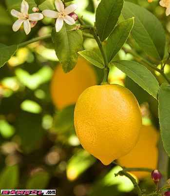 فروش نهال درخت میوه لیمو شیرین